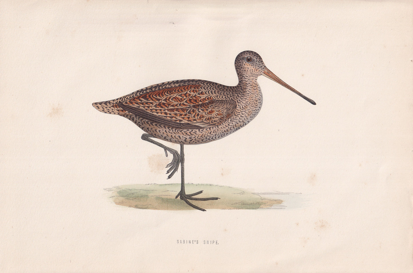 Sabine's Snipe - original 1870 hand coloured antique bird print by Alexander Francis Lydon, engraved by Benjamin Fawcett