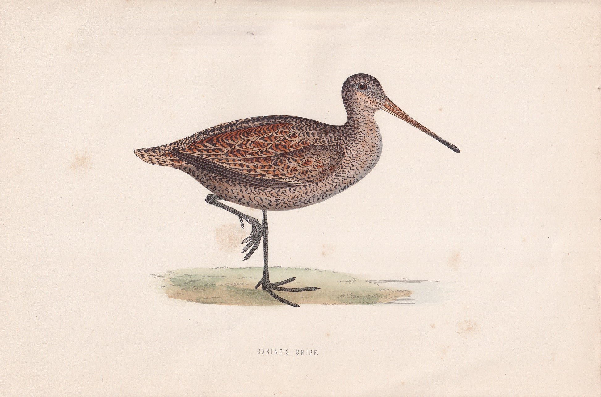 Sabine's Snipe - original 1870 hand coloured antique bird print by Alexander Francis Lydon, engraved by Benjamin Fawcett