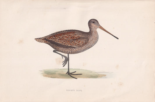 Sabine's Snipe - original 1870 hand coloured antique bird print by Alexander Francis Lydon, engraved by Benjamin Fawcett