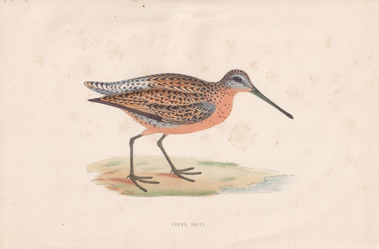 Brown Snipe - original 1870 hand coloured antique bird print by Alexander Francis Lydon, engraved by Benjamin Fawcett