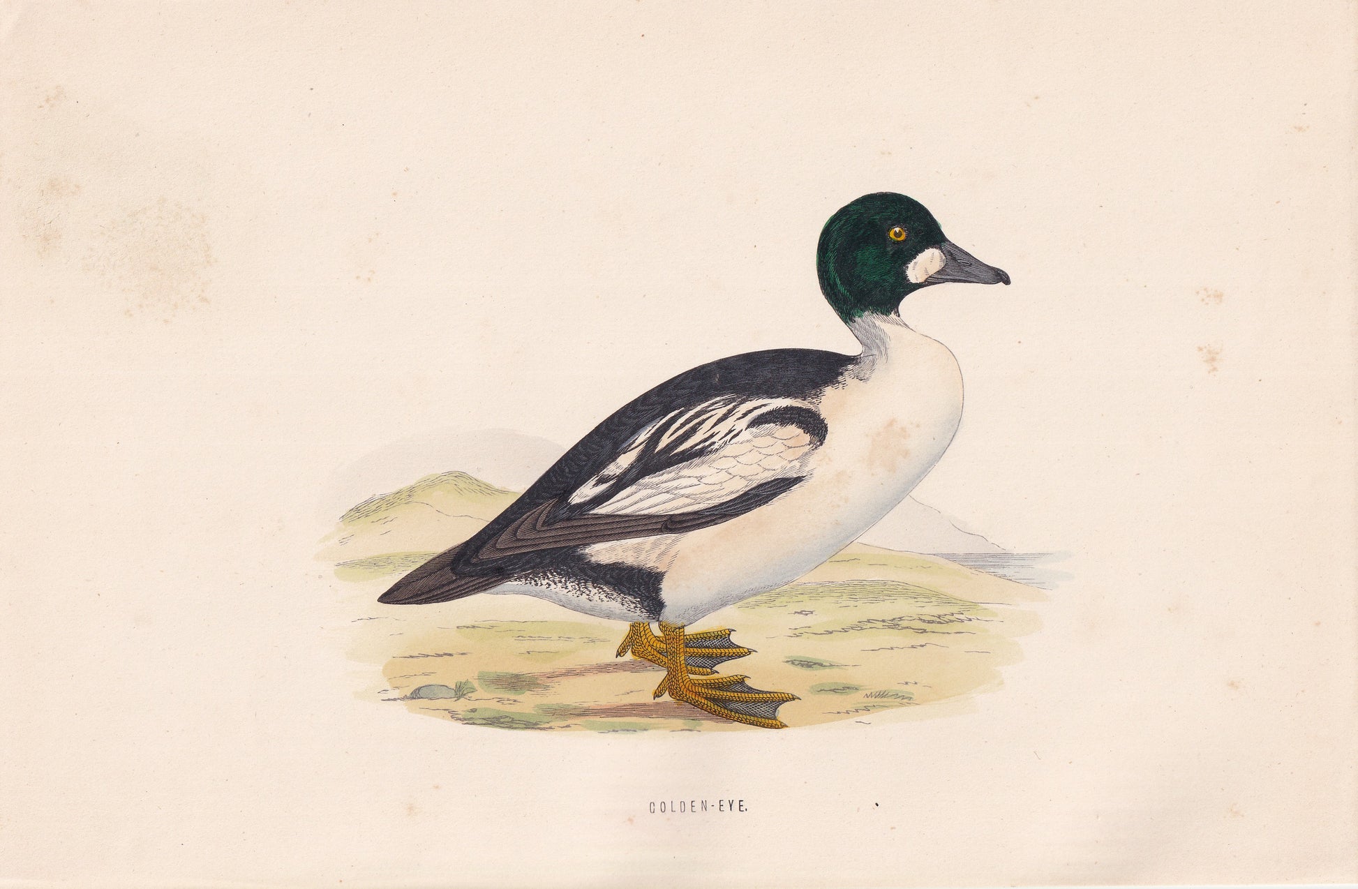Golden-Eye - original 1870 hand coloured antique bird print by Alexander Francis Lydon, engraved by Benjamin Fawcett
