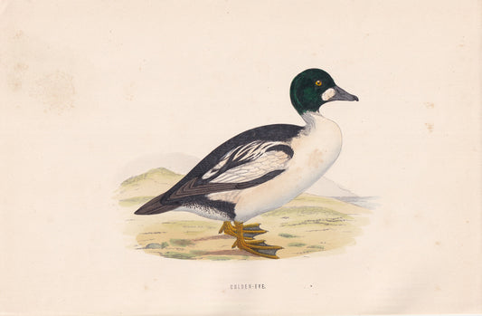 Golden-Eye - original 1870 hand coloured antique bird print by Alexander Francis Lydon, engraved by Benjamin Fawcett