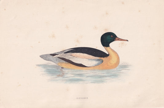 Goosander - original 1870 hand coloured antique bird print by Alexander Francis Lydon, engraved by Benjamin Fawcett