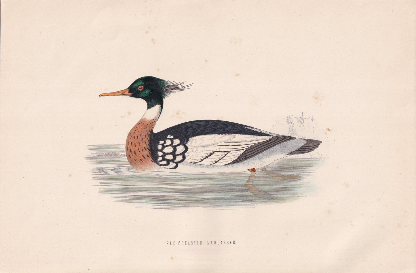 Red-breasted Merganser - original 1870 hand coloured antique bird print by Alexander Francis Lydon, engraved by Benjamin Fawcett