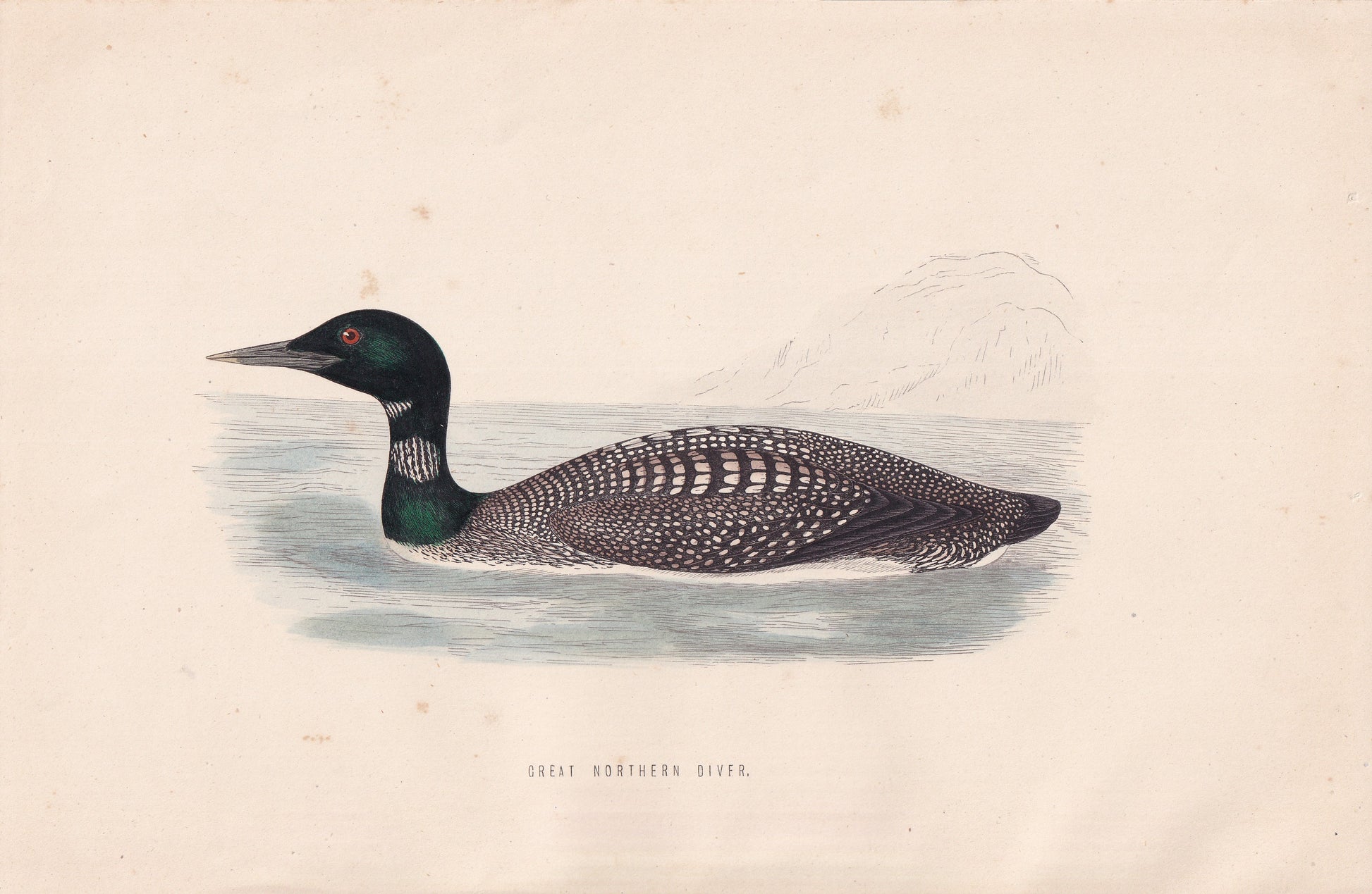 Great Northern Diver - original 1870 hand coloured antique bird print by Alexander Francis Lydon, engraved by Benjamin Fawcett
