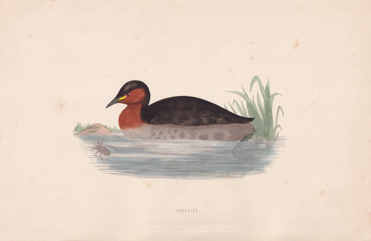 Dabchick - original 1870 hand coloured antique bird print by Alexander Francis Lydon, engraved by Benjamin Fawcett