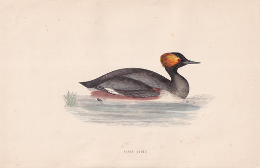 Eared Grebe - original 1870 hand coloured antique bird print by Alexander Francis Lydon, engraved by Benjamin Fawcett