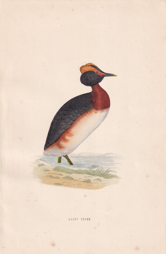 Dusky Grebe - original 1870 hand coloured antique bird print by Alexander Francis Lydon, engraved by Benjamin Fawcett