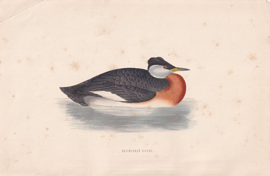 Red-necked Grebe - original 1870 hand coloured antique bird print by Alexander Francis Lydon, engraved by Benjamin Fawcett