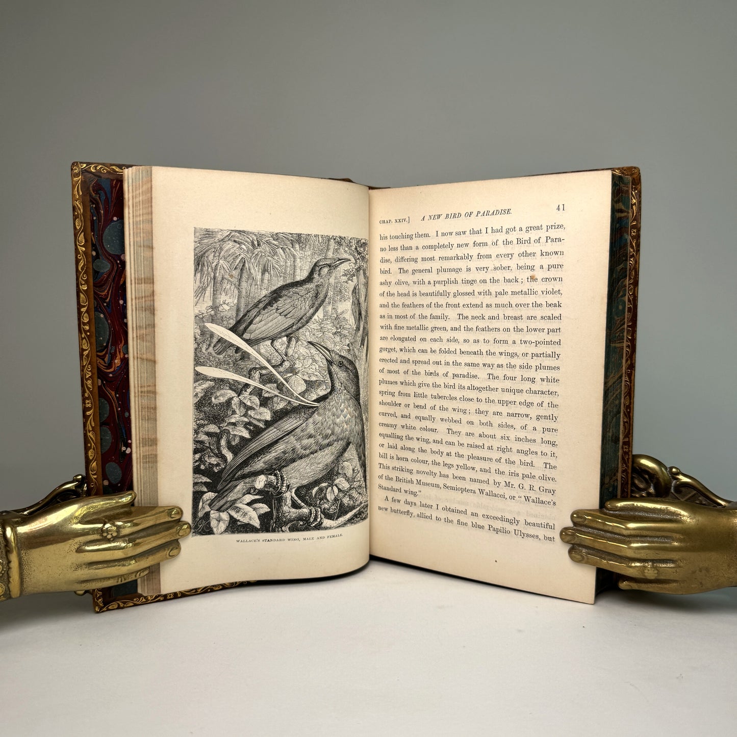 The Malay Archipelago - Wallace’s Landmark Journey Through Evolution’s Island World