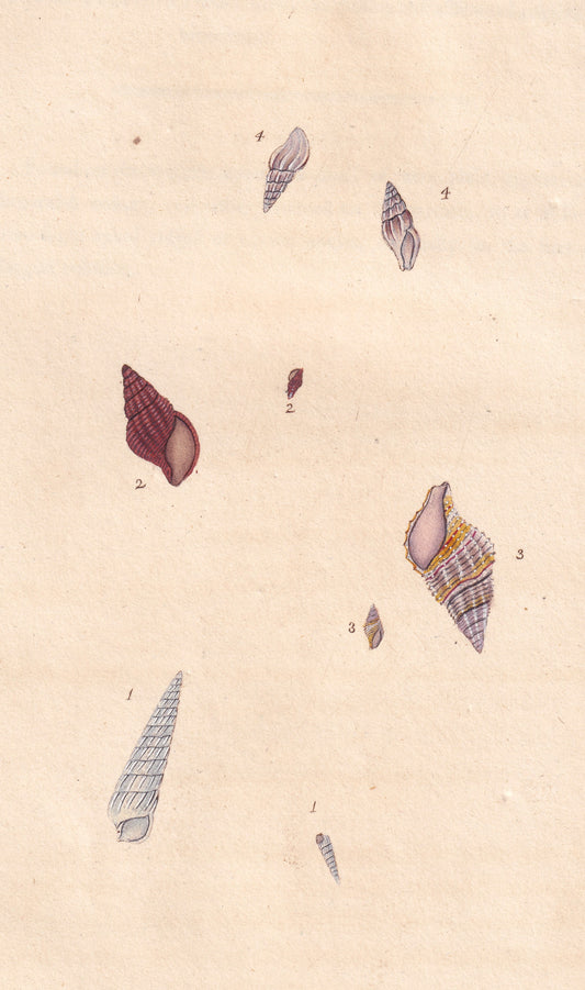 Acute Wreath Shell