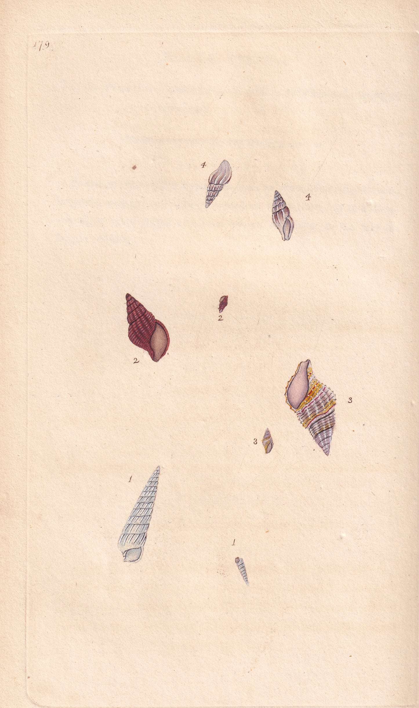 Acute Wreath Shell