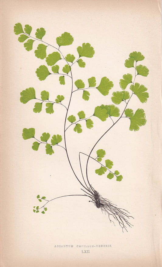 Adiantum Capillus-Veneris