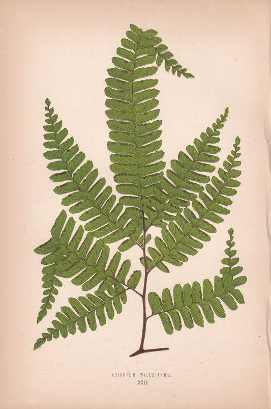 Adiantum Wilesianum