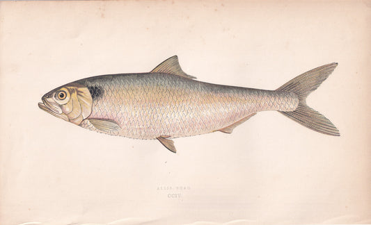 Allis Shad