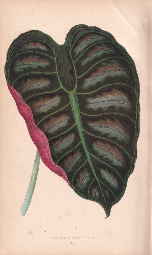 Antique Print, Botanical Print, Botanical Art, Vintage Print, Wall Art, Home Décor, Collectible, Original Print, Engraving, Lithograph, Hand-colored, Victorian, Hand-coloured, 19th Century 