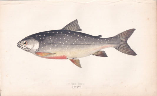 Alpine Char