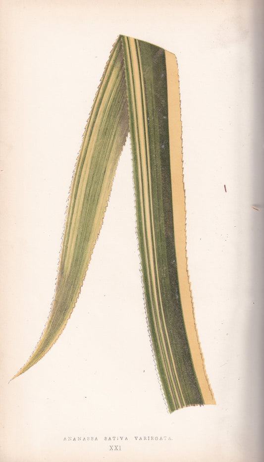 Antique Print, Botanical Print, Botanical Art, Vintage Print, Wall Art, Home Décor, Collectible, Original Print, Engraving, Lithograph, Hand-colored, Victorian, Hand-coloured, 19th Century 