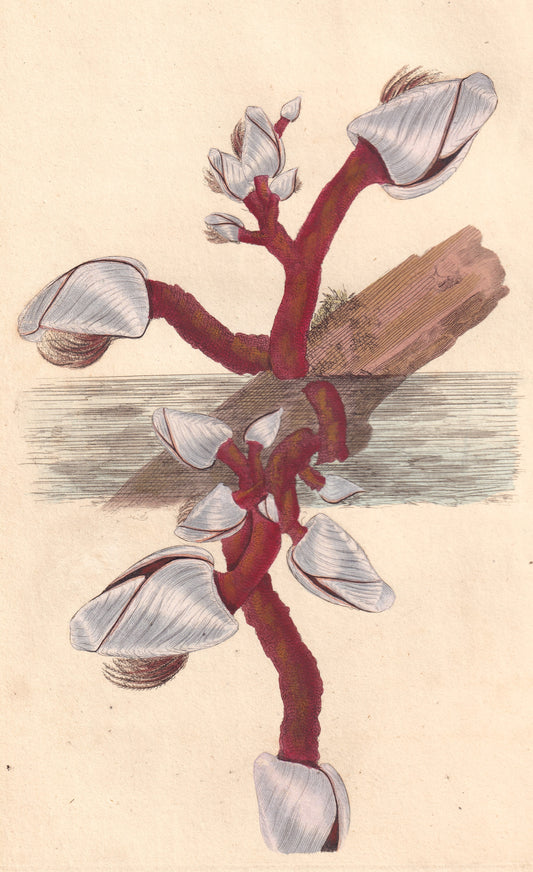 Anatiferous Acorn Shell