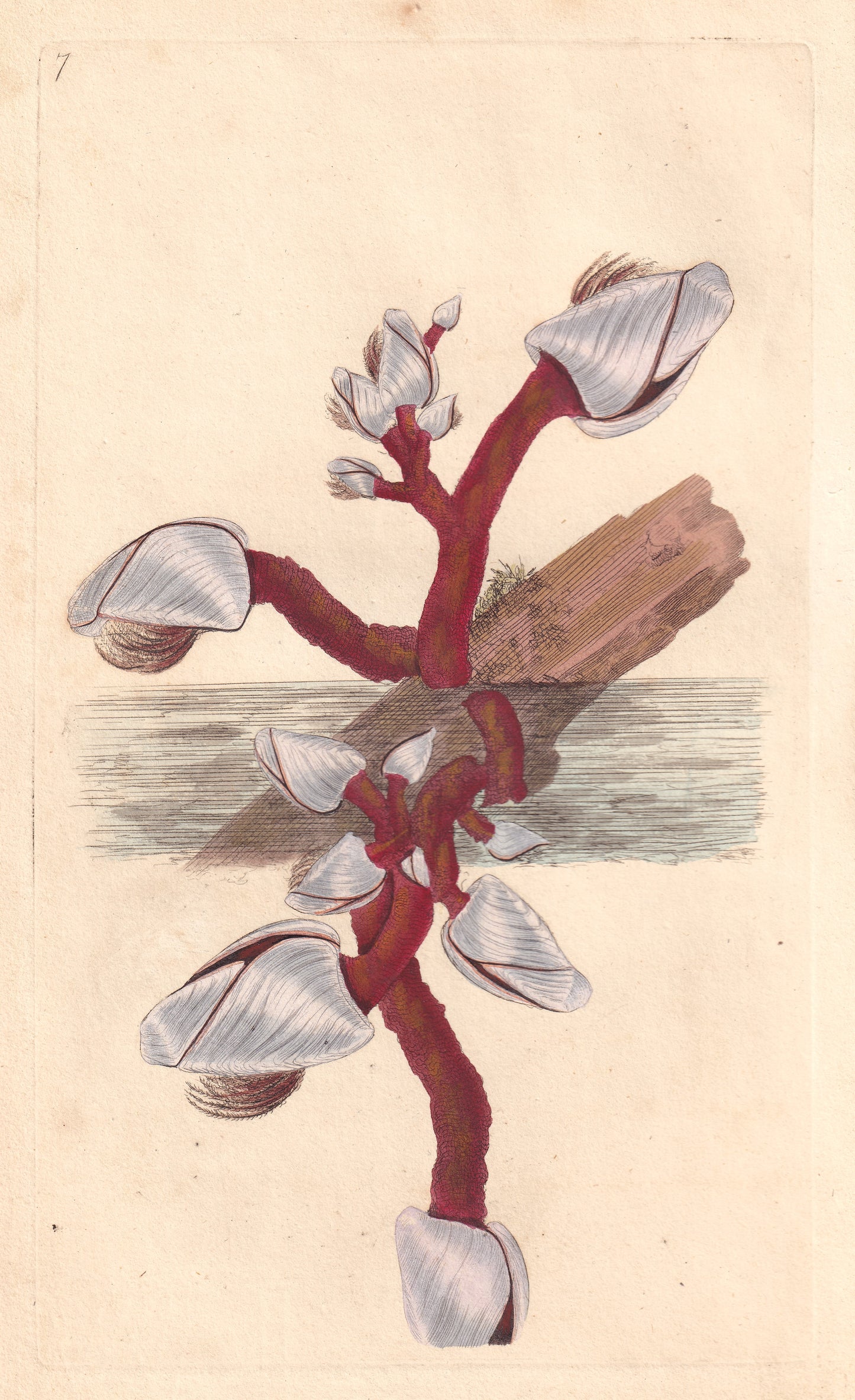 Anatiferous Acorn Shell