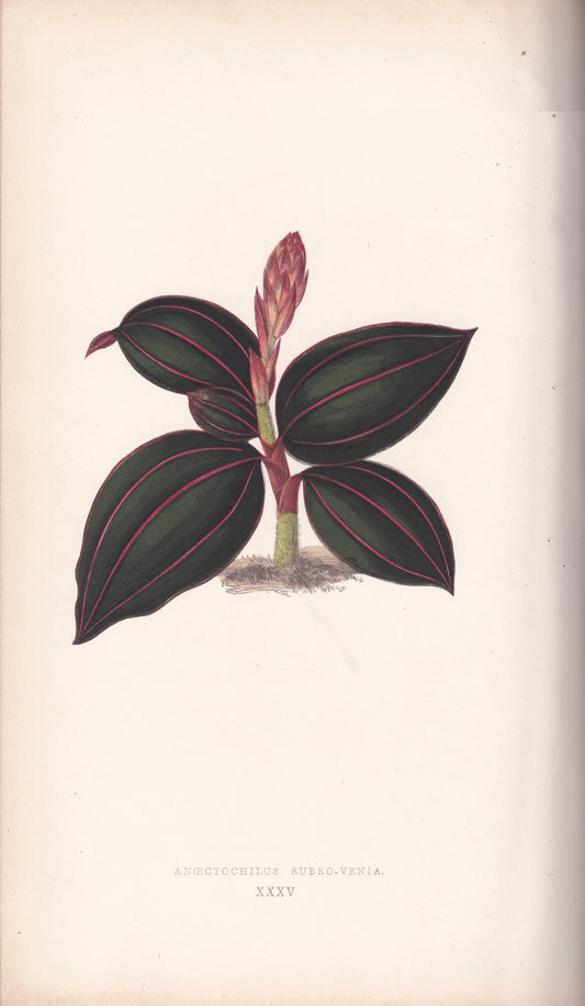 Antique Print, Botanical Print, Botanical Art, Vintage Print, Wall Art, Home Décor, Collectible, Original Print, Engraving, Lithograph, Hand-colored, Victorian, Hand-coloured, 19th Century 
