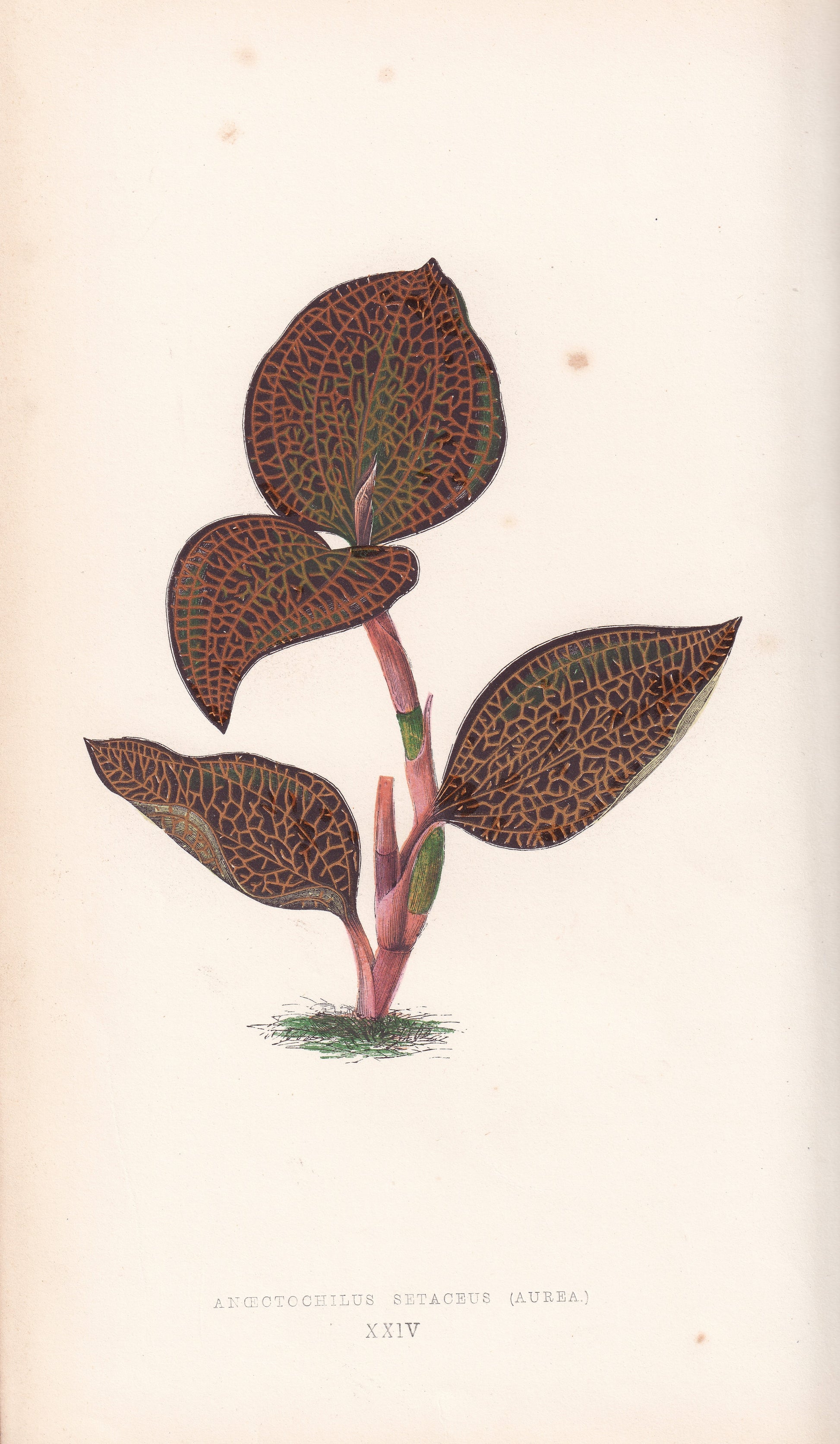 Antique Print, Botanical Print, Botanical Art, Vintage Print, Wall Art, Home Décor, Collectible, Original Print, Engraving, Lithograph, Hand-colored, Victorian, Hand-coloured, 19th Century 