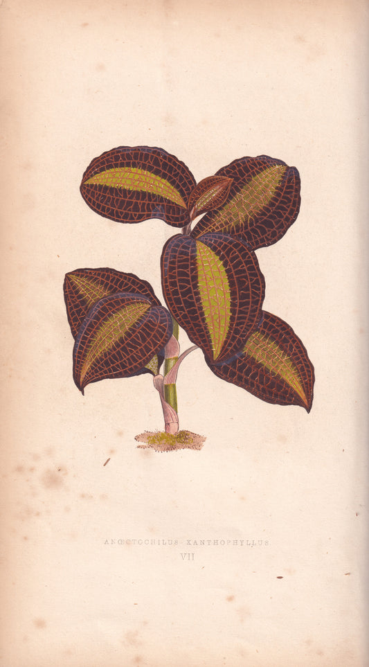 Antique Print, Botanical Print, Botanical Art, Vintage Print, Wall Art, Home Décor, Collectible, Original Print, Engraving, Lithograph, Hand-colored, Victorian, Hand-coloured, 19th Century 