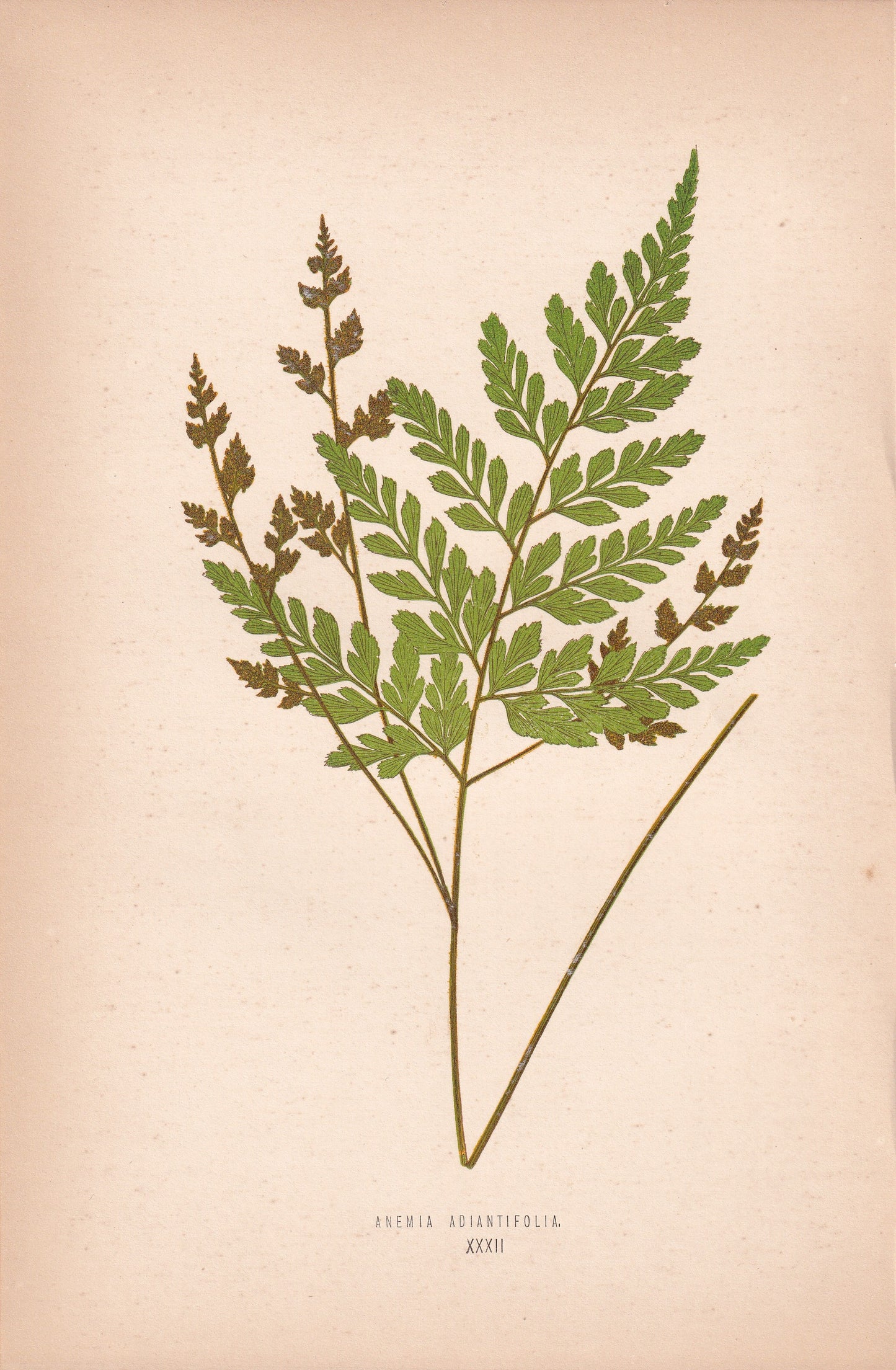 Anemia Adiantifolia