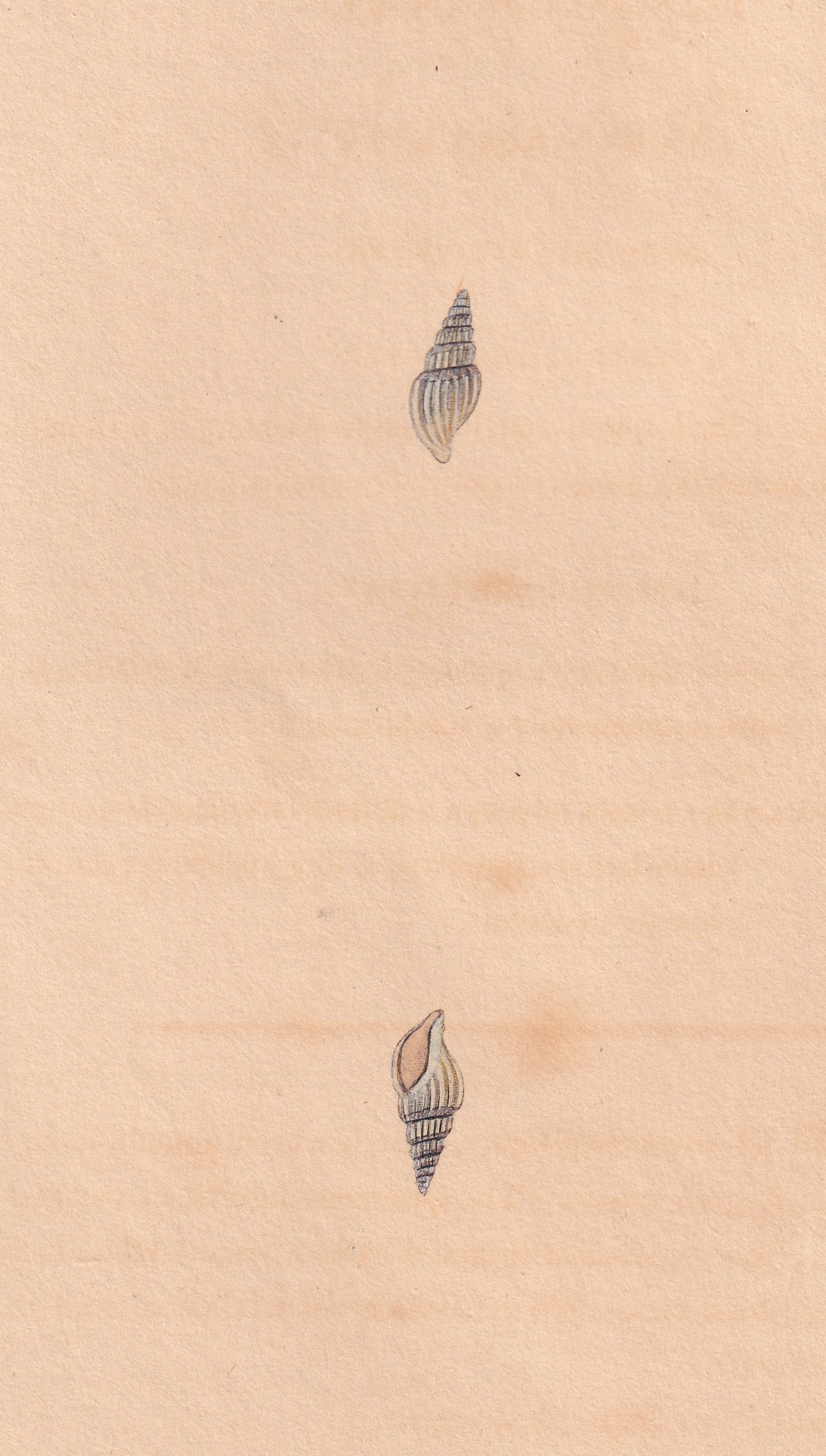 Angulated Murex