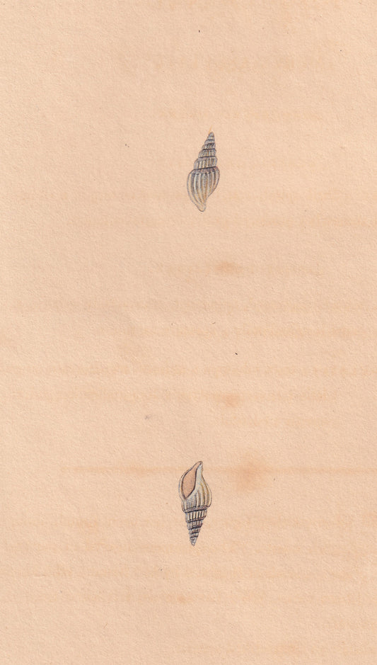 Angulated Murex
