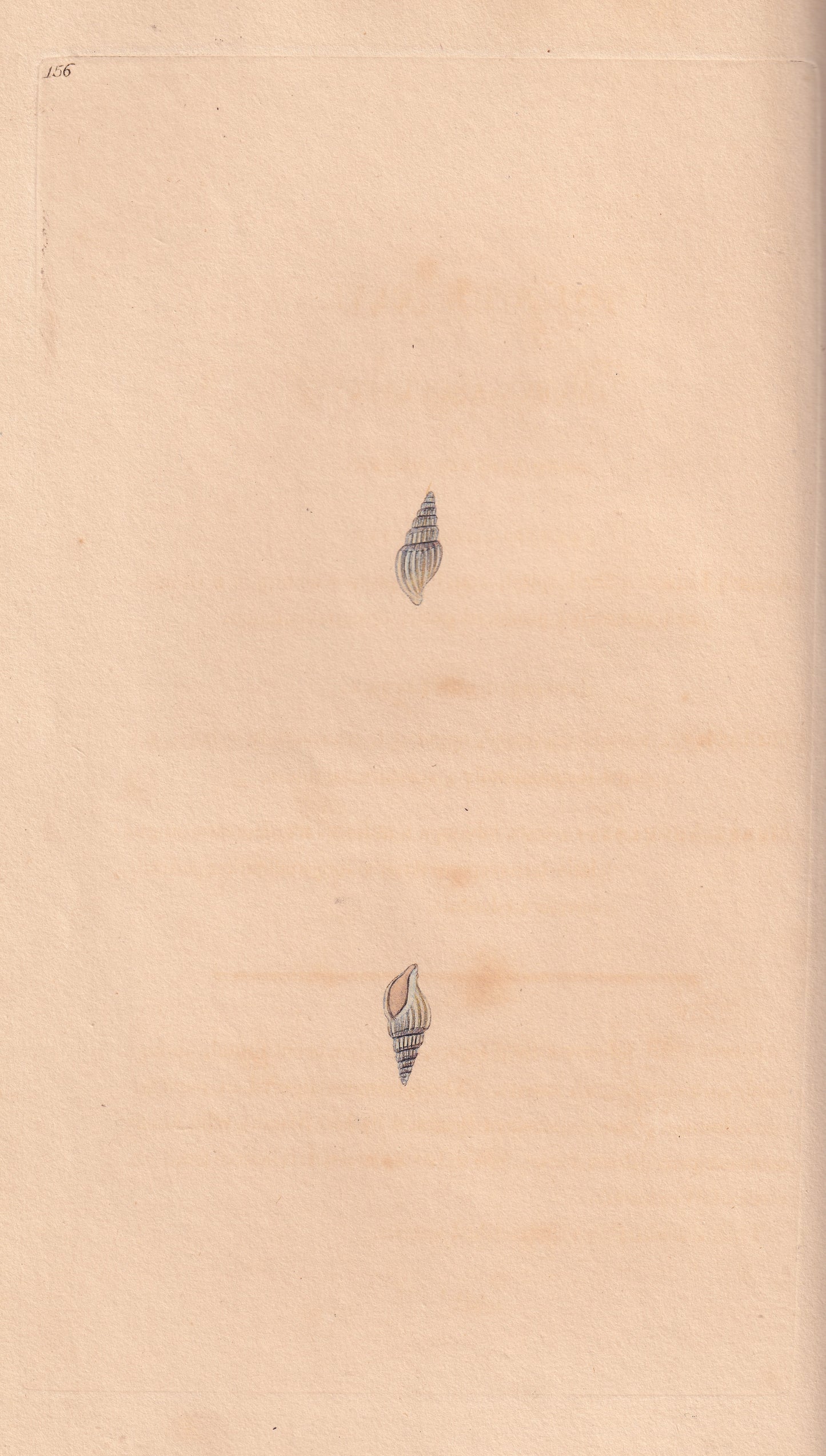 Angulated Murex