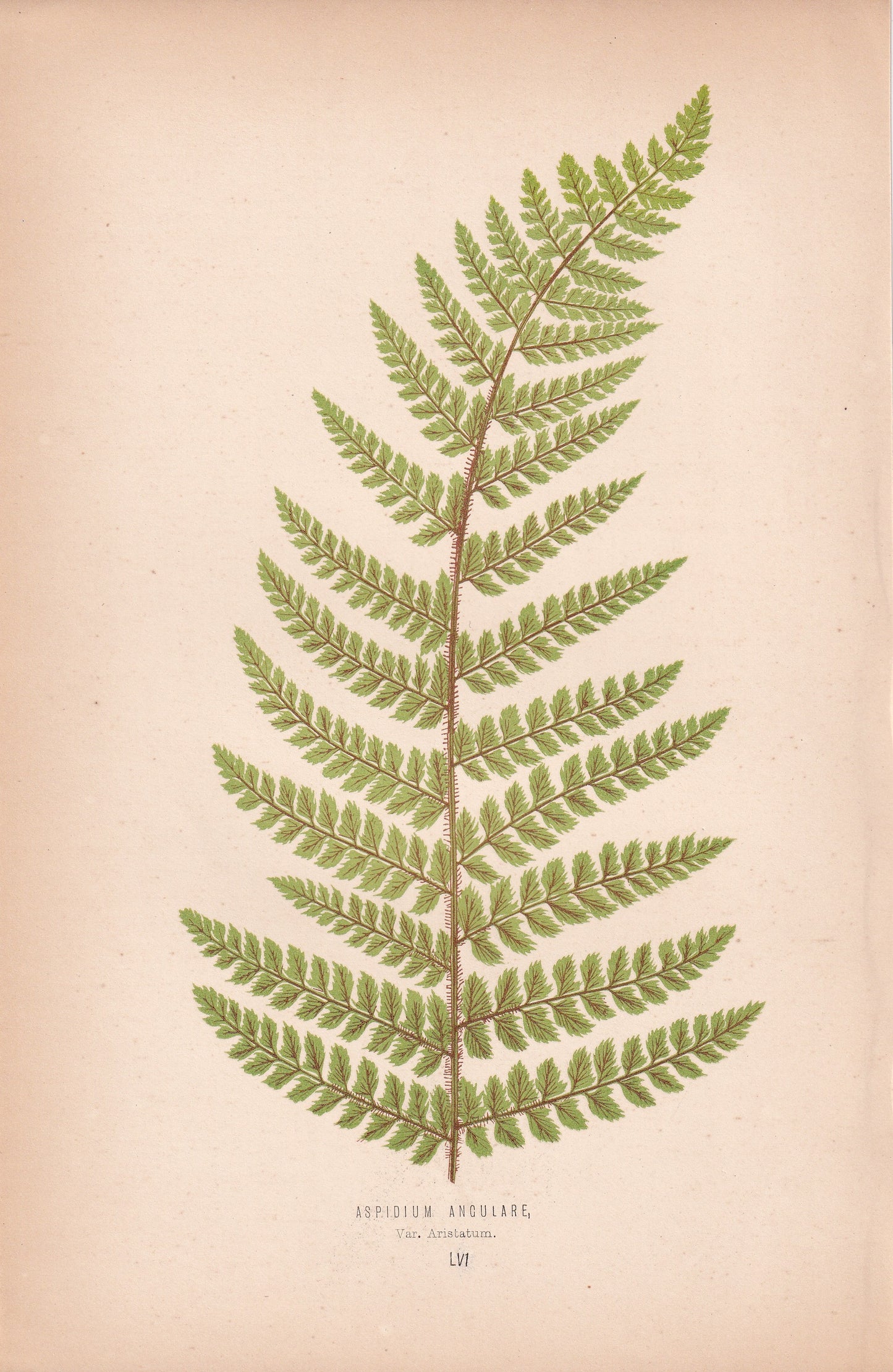 Aspidium Angulare