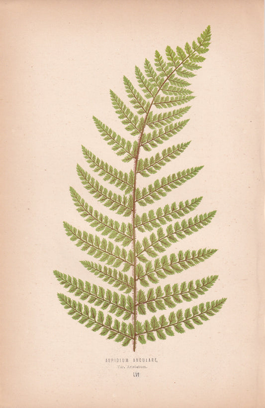 Aspidium Angulare
