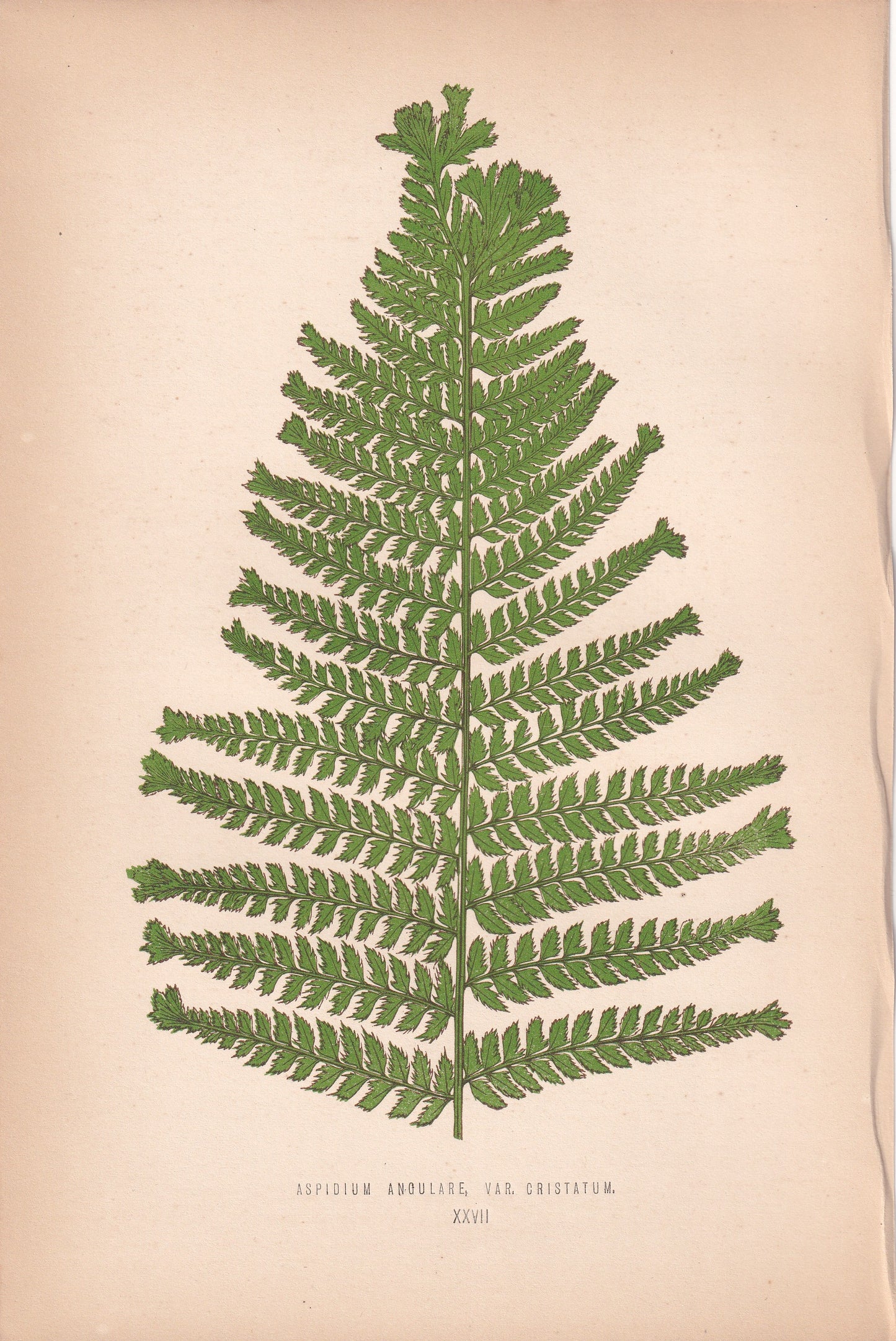 Aspidium Angulare Var. Cristatum