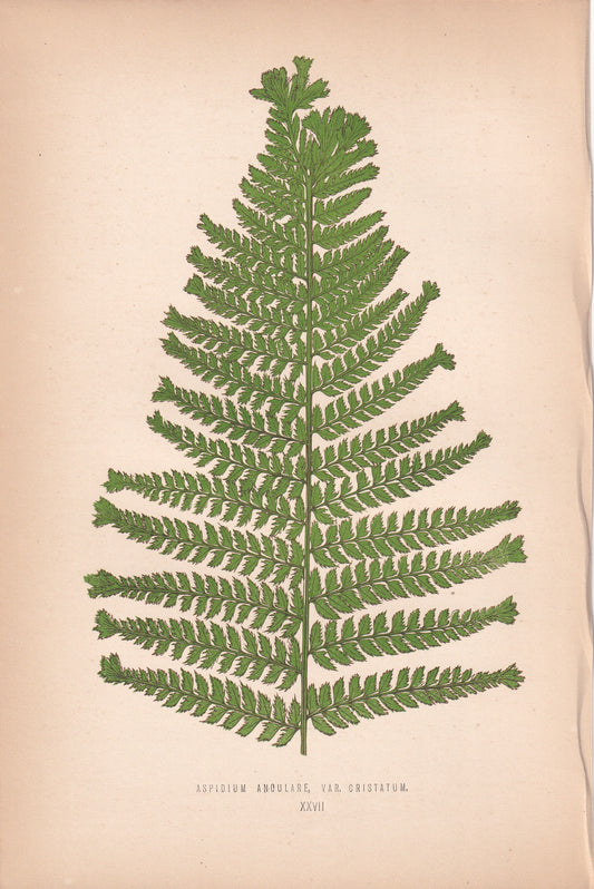 Aspidium Angulare Var. Cristatum