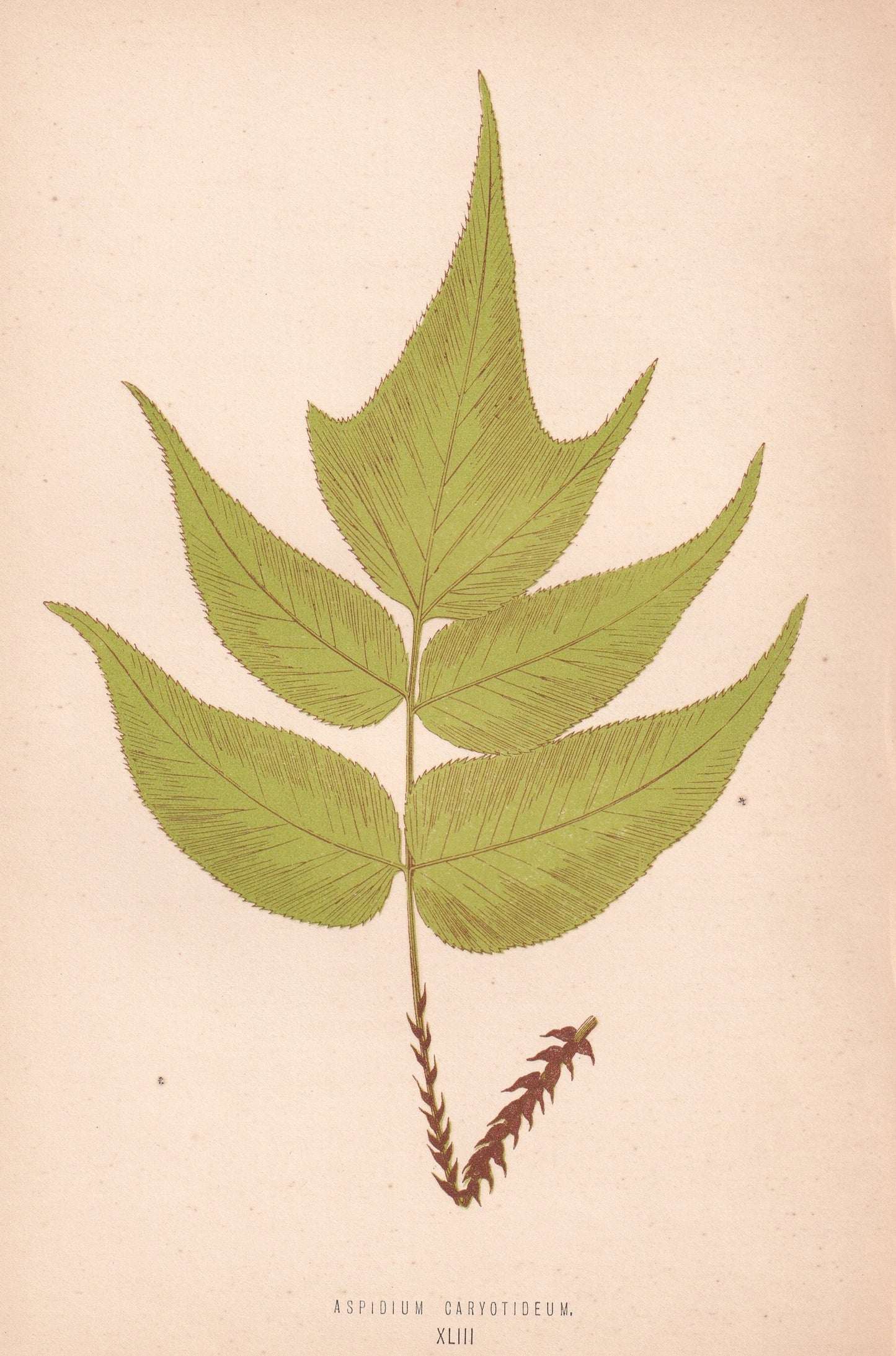 Aspidium Caryotideum