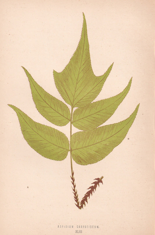 Aspidium Caryotideum