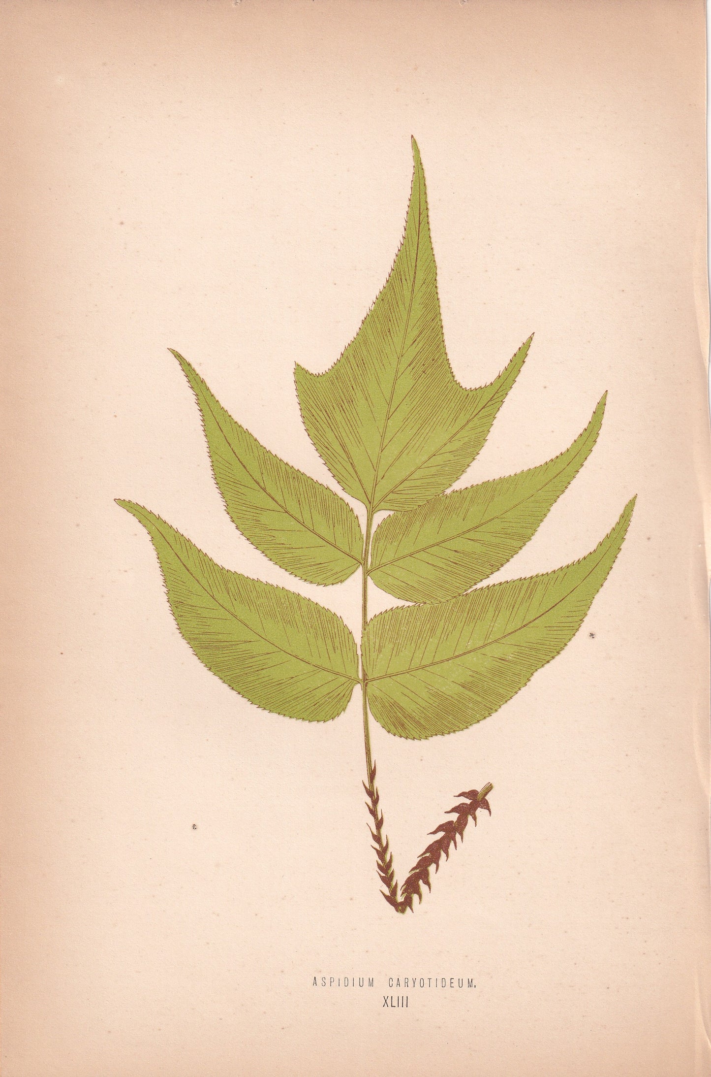 Aspidium Caryotideum