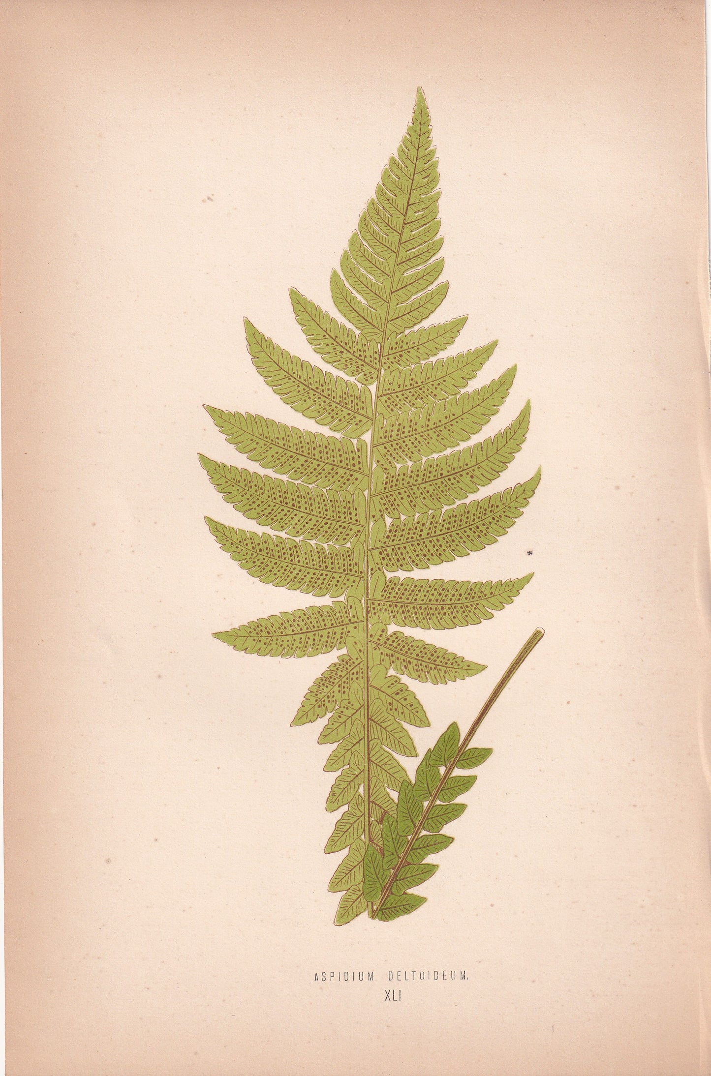 Aspidium Deltoideum