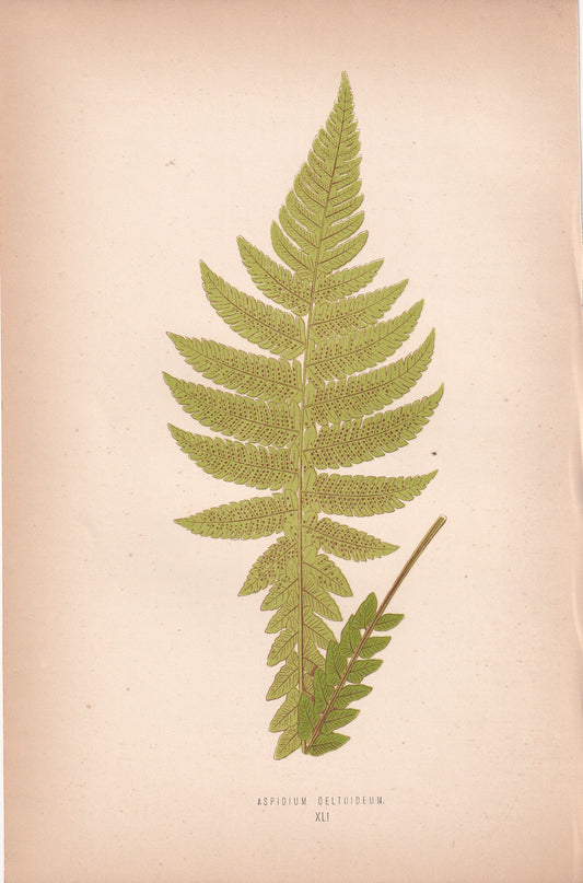 Aspidium Deltoideum