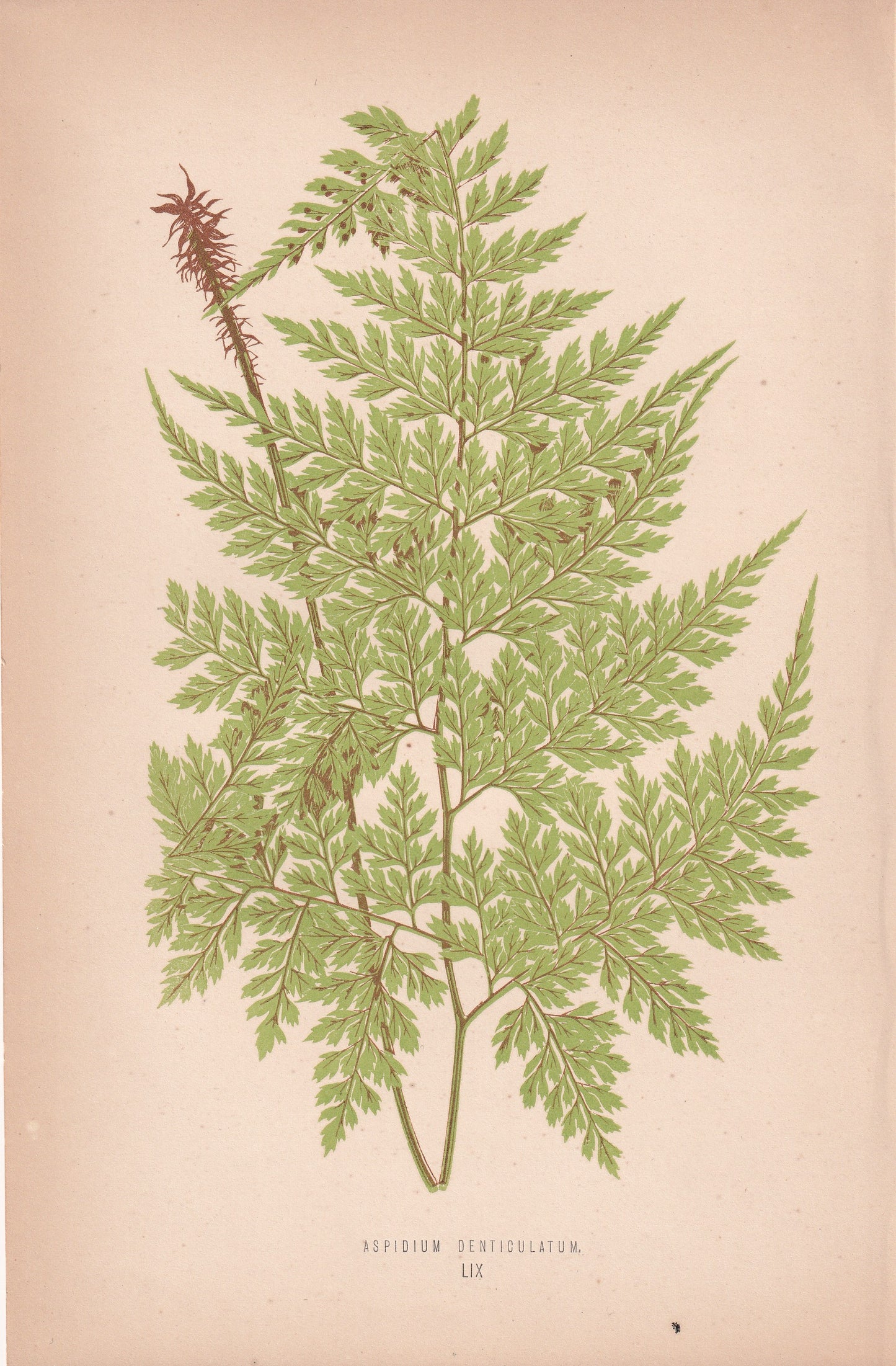 Aspidium Denticulatum