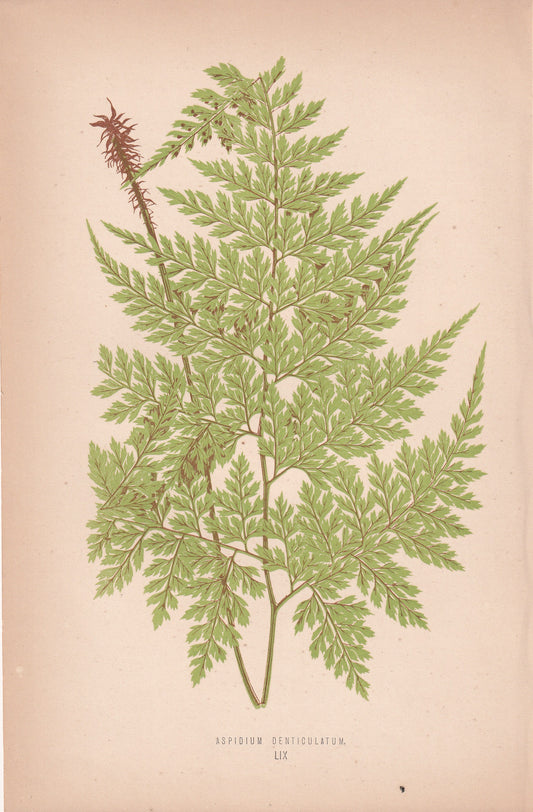 Aspidium Denticulatum