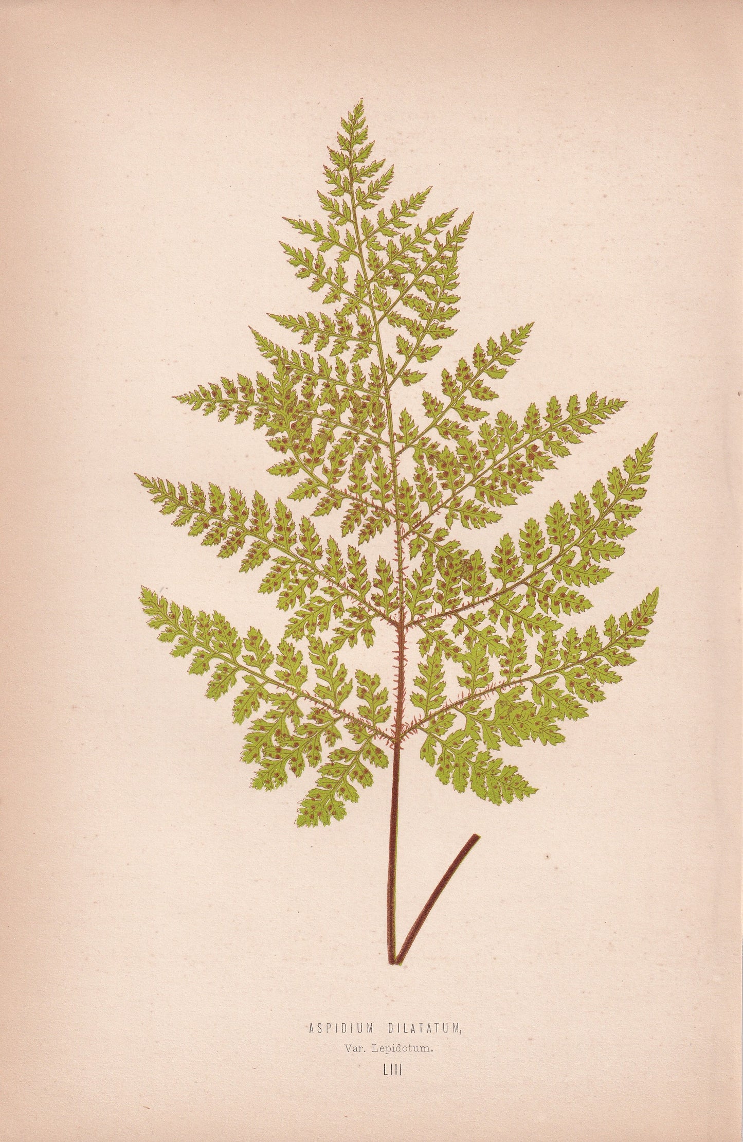 Aspidium Dilatatum. Var Lepidotum