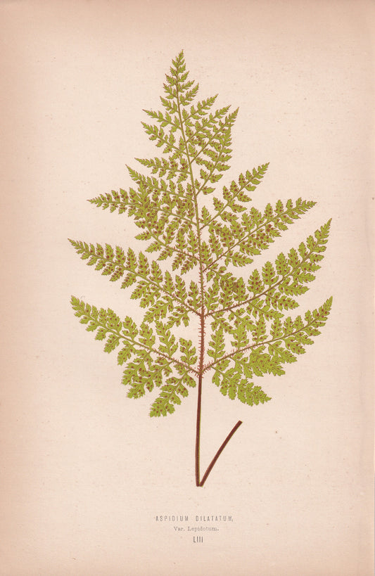 Aspidium Dilatatum. Var Lepidotum