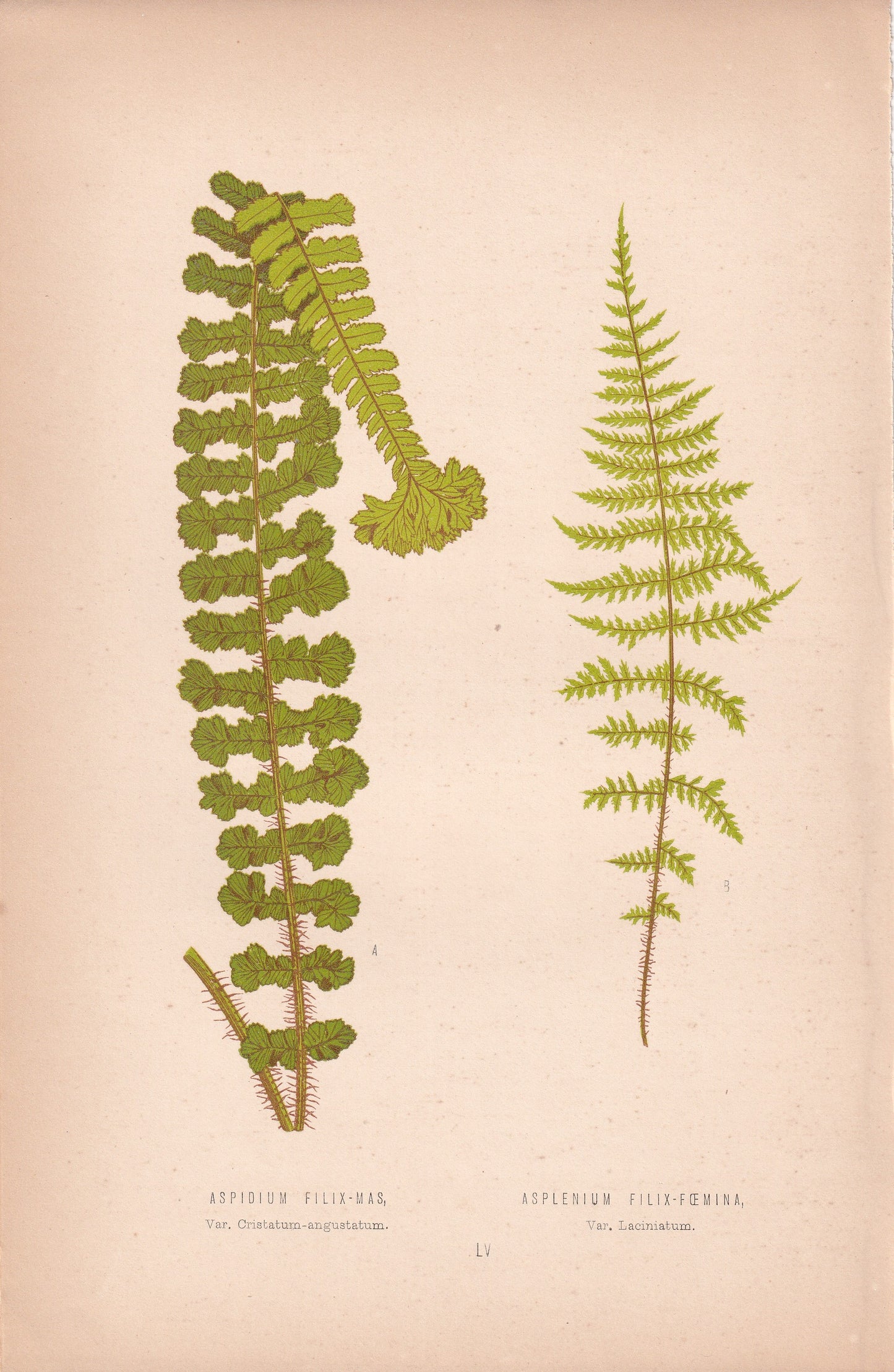 Aspidium Filix-Mas