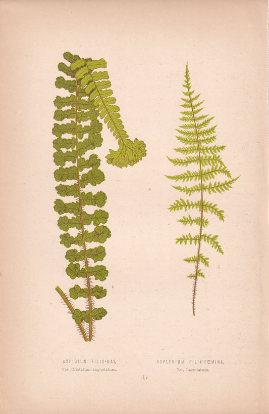 Aspidium Filix-Mas