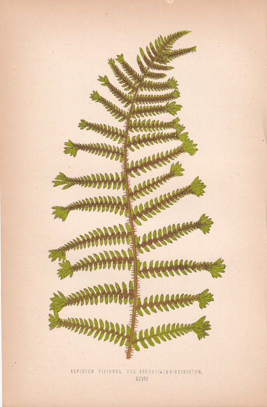 Aspidium Filix-Mas Var.Abbreviatum-Cristatum