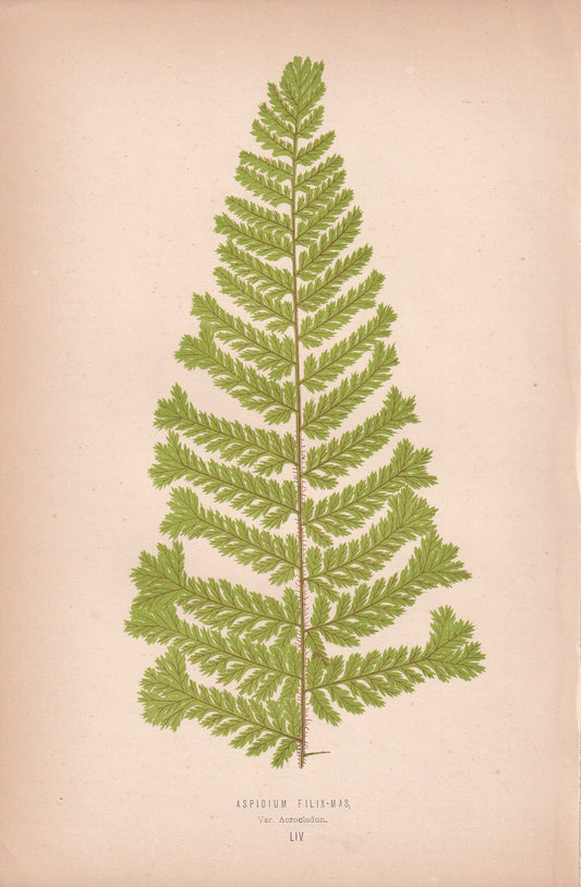 Aspidium Filix-Mas, Var Acrocladon