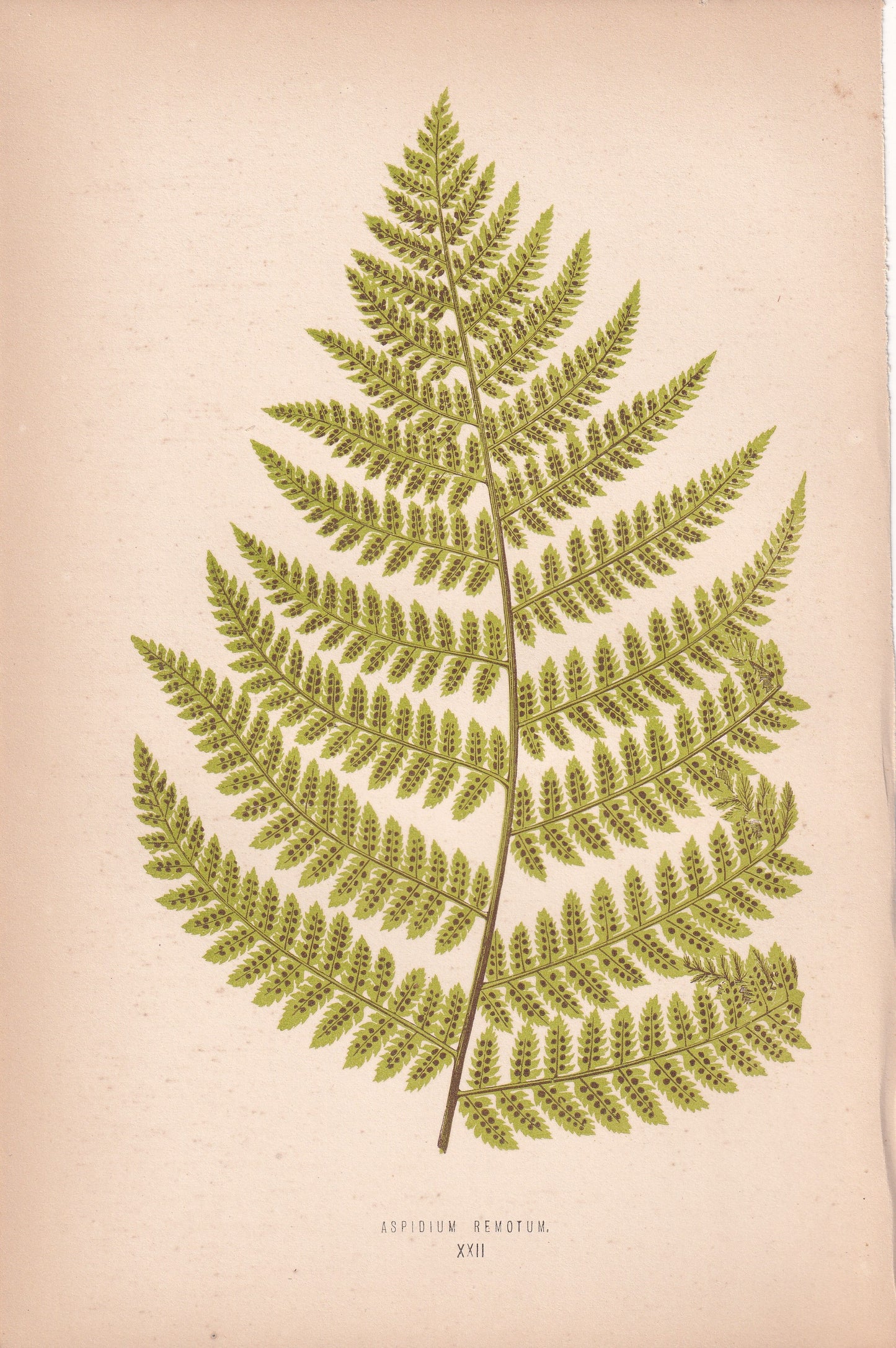 Aspidium Remotum