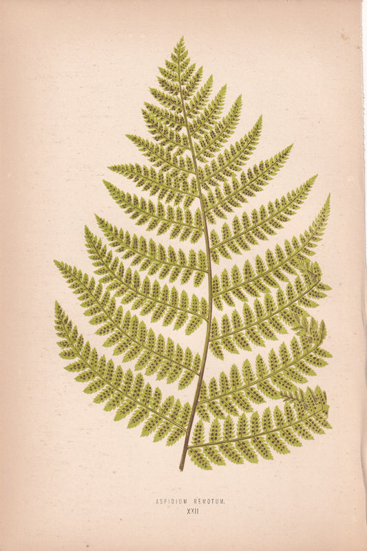 Aspidium Remotum